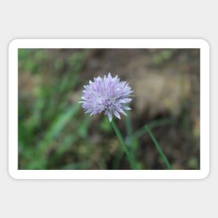 Green Onion Blossom in Garden Photographic Image Sticker